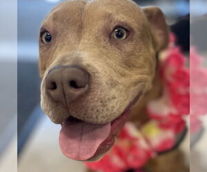 Mutt Dogs for adoption in Fort Pierce, FL, USA