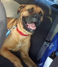 Medium Photo #1 Boxer-Mastiff Mix Puppy For Sale in Maple Grove, MN, USA