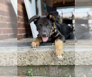 Mutt Dogs for adoption in Springdale, PA, USA