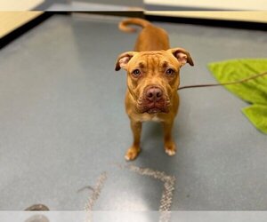 American Pit Bull Terrier-Dogue de Bordeaux Mix Dogs for adoption in Denver, CO, USA