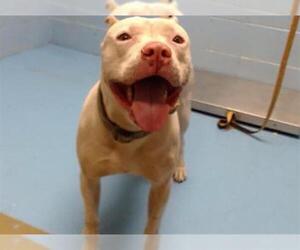 American Pit Bull Terrier Dogs for adoption in Moreno Valley, CA, USA