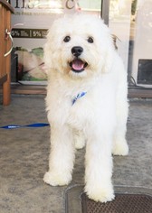 Medium Photo #1 Cockapoo-Maltese Mix Puppy For Sale in Santa Monica, CA, USA