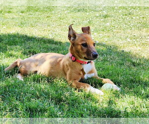 Labrador Retriever-Unknown Mix Dogs for adoption in Sandy, UT, USA