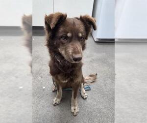 Australian Shepherd Dogs for adoption in HESPERIA, CA, USA