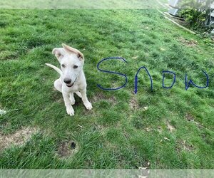 German Shepherd Dog Dogs for adoption in Strongsville, OH, USA