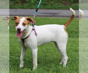 Jack Chi Dogs for adoption in Prattville, AL, USA