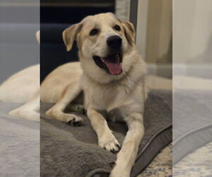 German Shepherd Dog-Great Pyrenees Mix Dogs for adoption in Albemarle, NC, USA