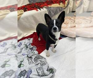 Mutt Dogs for adoption in Fort Wayne, IN, USA