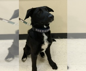 Border Collie Dogs for adoption in Millville, UT, USA