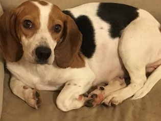 Beagle Dogs for adoption in Newnan, GA, USA