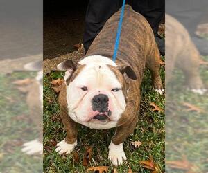 Bulldog Dogs for adoption in Houston, TX, USA