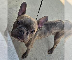 French Bulldog-Unknown Mix Dogs for adoption in San Antonio, TX, USA