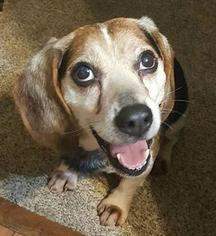 Beagle Dogs for adoption in Bellbrook, OH, USA