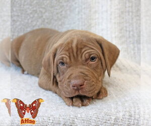 Mastiff-Unknown Mix Dogs for adoption in Wakefield, RI, USA