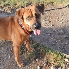 Mastiff Dogs for adoption in Austin, TX, USA