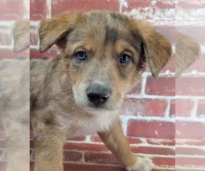 Collie-German Shepherd Dog Mix Dogs for adoption in Lakewood, CO, USA