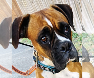 Boxer Dogs for adoption in  Katy, TX, USA