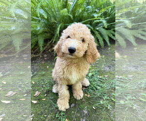 Golden Retriever Dogs for adoption in Marina Del Rey, CA, USA