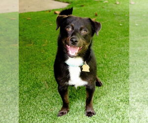 Chi-Corgi Dogs for adoption in Ellijay, GA, USA