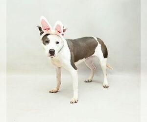 American Pit Bull Terrier Dogs for adoption in Sanford, FL, USA