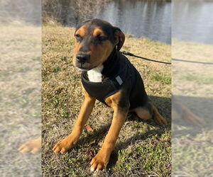 Bulldog-Labrador Retriever Mix Dogs for adoption in Tarrytown, GA, USA