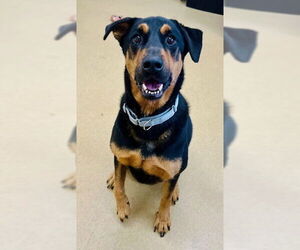 Rottweiler-Unknown Mix Dogs for adoption in Derwood, MD, USA