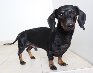Dachshund Dogs for adoption in Eden Prairie, MN, USA
