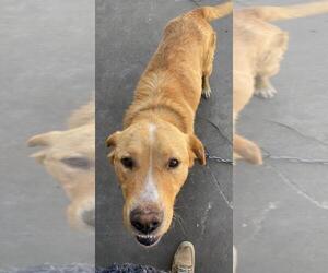 Labrador Retriever-Unknown Mix Dogs for adoption in Clintwood, VA, USA