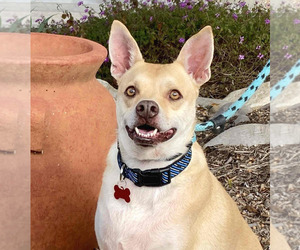 Mutt Dogs for adoption in Oceanside, CA, USA