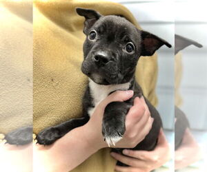 Boxer-Unknown Mix Dogs for adoption in Estherville, IA, USA