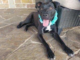  Dogs for adoption in Dallas, TX, USA