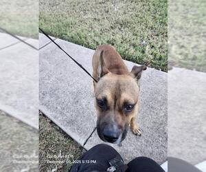 Mutt Dogs for adoption in San Antonio, TX, USA