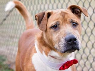 Mutt Dogs for adoption in Millersville, MD, USA