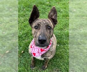 Australian Kelpie Dogs for adoption in Tulsa, OK, USA