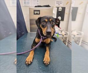 Black and Tan Coonhound Dogs for adoption in Mobile, AL, USA