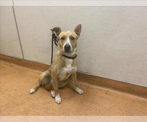 American Pit Bull Terrier-Huskies Mix Dogs for adoption in Martinez, CA, USA