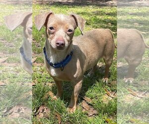 Chiweenie Dogs for adoption in Ocean Springs, MS, USA