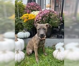 Bullypit Dogs for adoption in Rockville, MD, USA