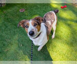 Mutt Dogs for adoption in Raleigh, NC, USA