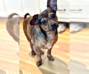 Chug Dogs for adoption in Arlington, VA, USA
