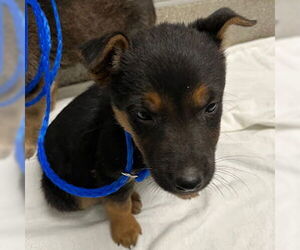 Australian Shepherd-Unknown Mix Dogs for adoption in Las Vegas, NV, USA