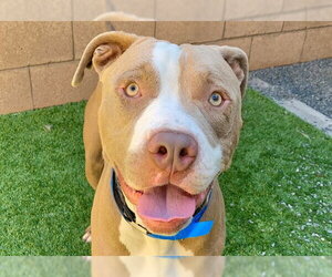 Mutt Dogs for adoption in Moreno Valley, CA, USA