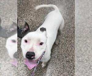 American Pit Bull Terrier Dogs for adoption in Tracy, CA, USA