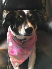 Rat Terrier Dogs for adoption in Waseca, MN, USA