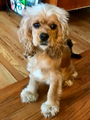 Cocker Spaniel Dogs for adoption in Kennesaw, GA, USA