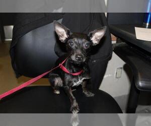 Rat-Cha Dogs for adoption in Modesto, CA, USA