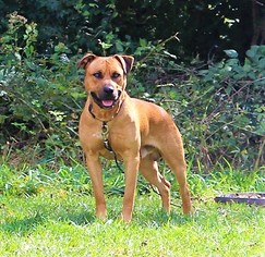 Mastiff Dogs for adoption in Hillsdale, IN, USA