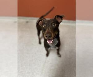 Doberman Pinscher-Unknown Mix Dogs for adoption in Modesto, CA, USA