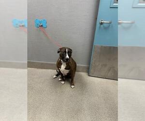 Mutt Dogs for adoption in Las Vegas, NV, USA