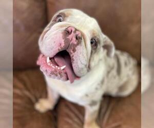 Bulldog Dogs for adoption in Las Vegas, NV, USA